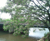 20100509074243.jpg