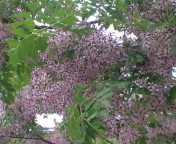 20100509074346.jpg