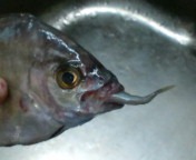 20100407200715