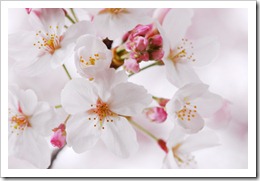 20100407_712620