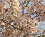 20100404072754.jpg